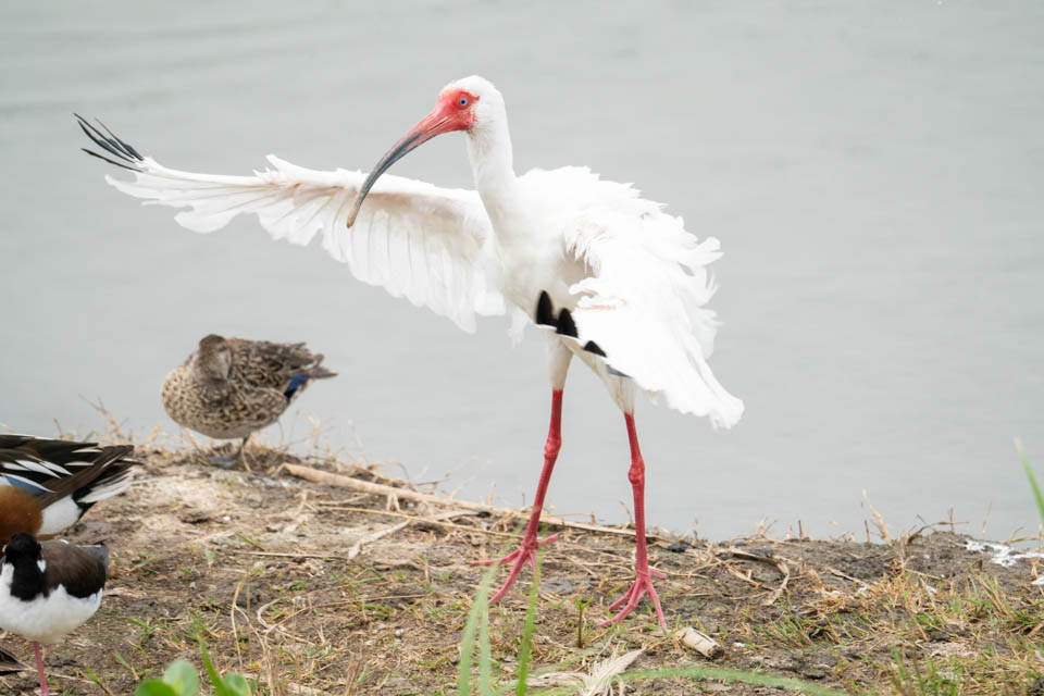 6 Leonabelle Turnbull Birding Center and Nature Preserve must see in Port Aransas Texas RV trip