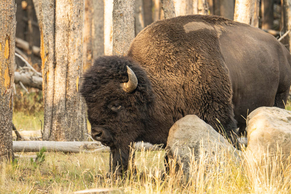 8 Yellowstone Bison watching a must do while in Yellowstone National Park rv trip
