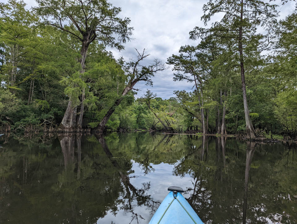 2 Tour Three Sisters Swamp by kayak near Wilmington NC top things to do