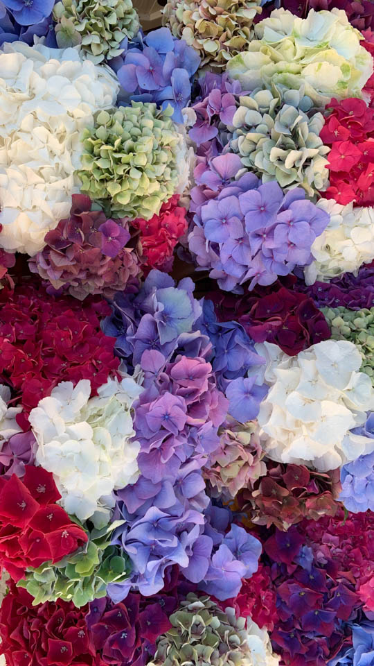 Flower Market, Aix-en-Provence