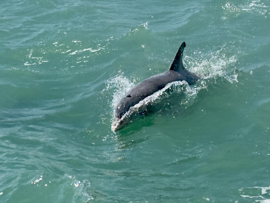 Top things to do in South Padre Island Texas RV tripDolphin Ride