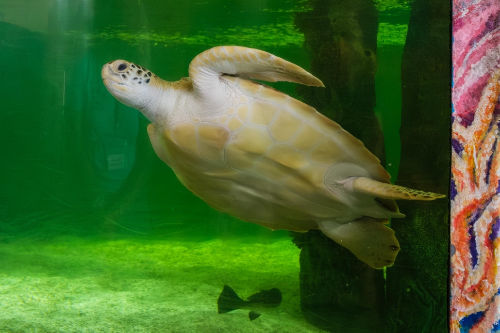 Best things to do in South Padre Island Texas RV tripSea Turtle Inc.