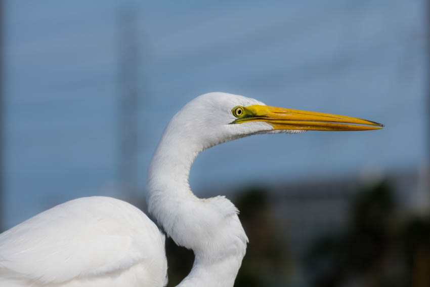 Top things to do in South Padre Island Birding Center-3