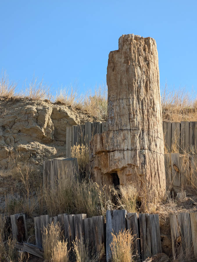 Dry creek petrified tree environmental education area must see in Buffalo Wyoming petrified trees