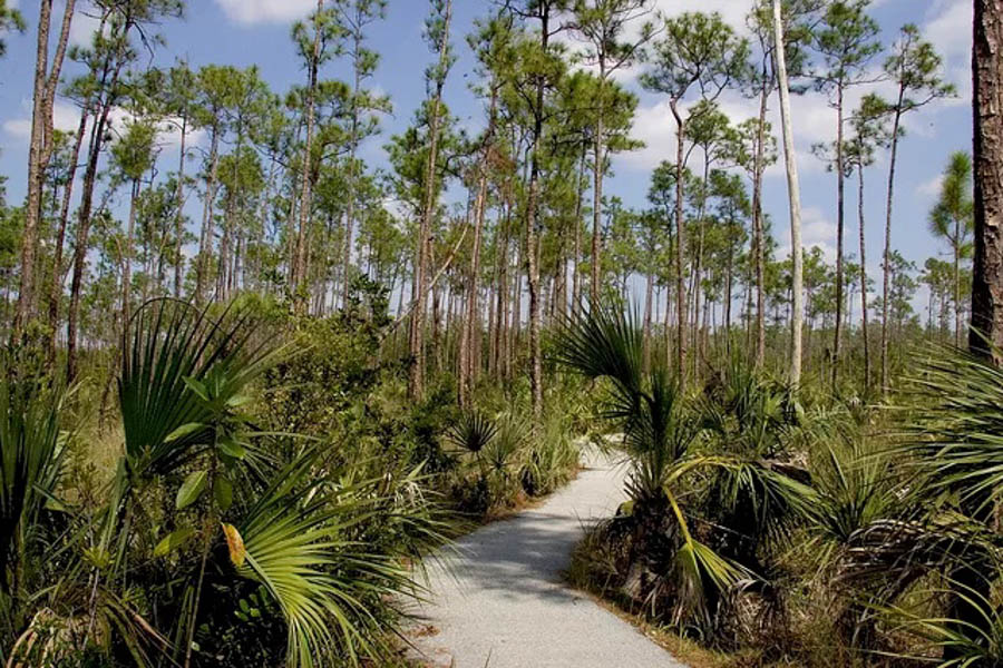7 Pinelands Trail top hike walk in Everglades National Park top things to do RV trip